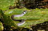Ringelnatter ( Natrix natrix )